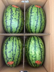 小玉スイカうりぼう！北海道東北各県沖縄発送不可