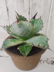 アガベ チタノタ ブラック&ブルー オテロイ  Agave titanota oteroi 実生苗