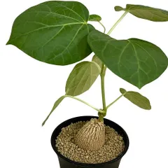 2025年最新】メキシコ亀甲竜の人気アイテム - メルカリ