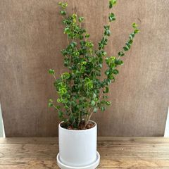 【サンプル】フィカス ベンジャミン バロック Ficus benjamina barok 陶器鉢 希少品種 パテント 種苗登録品種 クワ科 フィカス属 観葉植物 観葉 植物 珍奇植物 珍奇 珍しい 珍奇 レア 希少 インテリア プレゼント おしゃれ グリーン