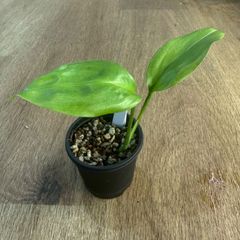 アヌビアス sp. ギニア　抜き苗 アヌビアス sp. ギニア 抜き苗