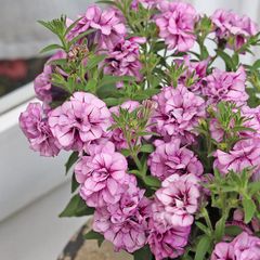 花苗 八重咲き ペチュニア アメジストベイン 3.5号 多年草 かわいい よく咲く 四季咲き