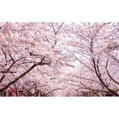 絵画風 壁紙ポスター (はがせるシール式) さくらの開花 春の景色 桜の木 サクラ 八重桜 ソメイヨシノ キャラクロ FSKR-025W1 (ワイド版 921mm×576mm) ＜日本製＞ ウォールステッカー お風呂ポスター