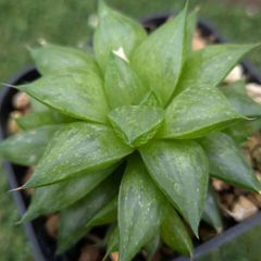 多肉植物ハオルチア属　玉緑