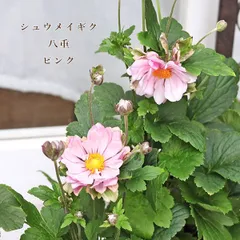 ㊱大きめ苗! 青鬼❣️そわそわ❣️もみじ飴❣️紅手鞠❣️6苗メルカリ便送料込 ㊱大きめ苗! 青鬼❣️そわそわ❣️もみじ飴❣️紅手鞠❣️6苗