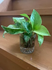 ポトス マーブル&ミント2種類 挿し芽用 根付き 水耕栽培 観葉植物 セットのサムネイル