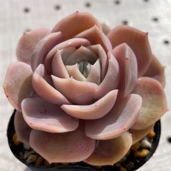ブルーサプライズ　多肉植物　エケベリア