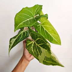 《シンゴニウム バーティック バリエガータ》Syngonium Bitik Variegated  観葉植物 斑入り ポット発送
