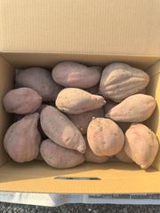 栽培中農薬不使用　さつまいも　紅はるか　7キロ入り