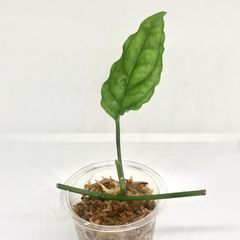 ユッカ 　根＆新芽付き ユッカ 根＆新芽付き