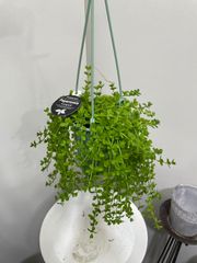 ペペロミア・デピーナ　4号　ハンギング　吊り鉢　小さい　小花　可愛い　オシャレ　インテリア　グリーン　観葉植物