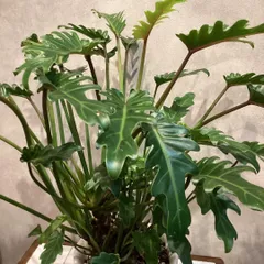 2025年最新】クッカバラ根上がりの人気アイテム - メルカリ 