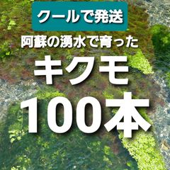 クール発送100本以上　キクモ　熊本産日本の水草　【アナカリス　も販売中】】