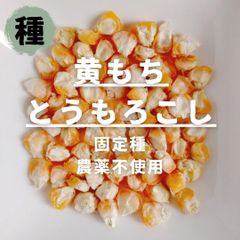 【種】黄もちとうもろこし　農薬不使用　30粒