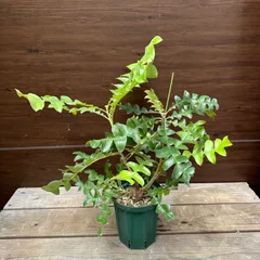 ちんちらページ　バンクシア　グランディス　鉢植え　苗　オージープランツ おしゃれ 観葉植物 鉢花 選べる苗：バンクシア*グランディス