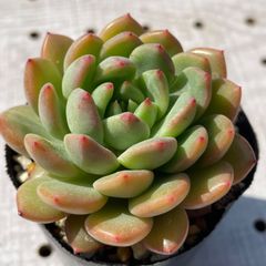 スカーレット　多肉植物　エケベリア