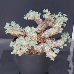 J691【自社養生株】モンソニア　ムルチフィダ（現地球・発根株・鉢植え）【塊根植物】