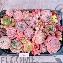 多肉植物 寄せ植えset♡572