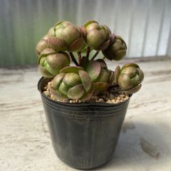 TT'S succulents - メルカリShops