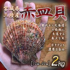 宮城県三陸産 赤皿貝 2kg 余り出回らない希少な貝 加熱用 数量限定 濃厚な旨み 様々なお料理に