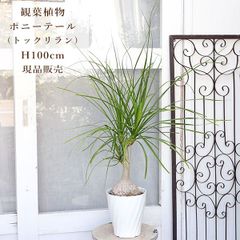 現品 トックリラン ポニーテール ノリナ 33番 特大 観葉植物 ドライ