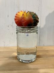 【水耕】⑥ ギムノカリキウム ミハノビッチ 緋牡丹錦 現品発送 サボテン 水耕栽培 発根済み　⑫