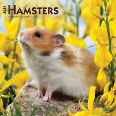【輸入版】2024年 ハムスター カレンダー / ブラウントラウト 30.5 x 61 cm (Hamsters  Calendar)