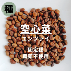 【種】空心菜　エンツァイ　農薬不使用　50粒