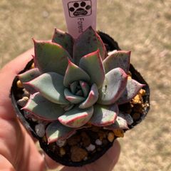 フォレンス　Forens 抜き苗　多肉植物　モフ多肉　エケベリア