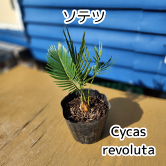 【抜き苗発送】実生苗　ソテツ　蘇鉄　Cycas revoluta　2025-4-27-cr1
