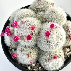 【多肉植物】サボテン・マミラリア　鶴の子丸　Mammillaria martinezii