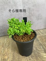そら様専用　ドロサンテマム　2つ　速達つき