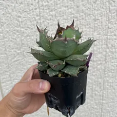 2025年最新】チタノタ 姫厳竜の人気アイテム - メルカリ