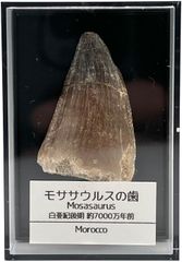 【送料無料】つくしサイエンス モササウルスの歯 化石 約35mm 恐竜 本物 白亜紀 モロッコ産【返品・交換保証】