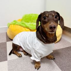 メルカリ ダックスフンド 服 パジャマ Ｔシャツ 小型犬 中型犬 春 夏 秋 冬 ダックス おしゃれ 犬 洋服 doggystar ドッギースター