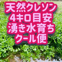 彩葉（あやは） - メルカリShops