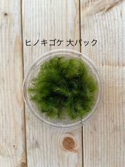 栽培もの ヒノキゴケ 大パック 有福MOSS