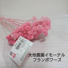大地農園 イモーテル フランボワーズ 新品1束