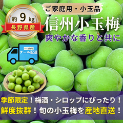 信州小玉梅 ～爽やかな香りと共に～【内容量】約9kg【配送方法】クール配送【サイズ】L以下【品目】梅（うめ）【品種】当店お任せ【産地】長野県【規格】ご家庭用A品B品混合【詰め方】バラ詰め【配送までの日数】1～4日