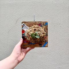 P. willinckii 'Nano"sporeビカクシダ/"PaintBoard" 08
