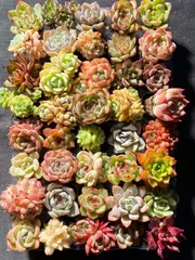 2025年最新】多肉植物エケベリアセットの人気アイテム - メルカリ