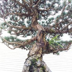 白雲木（ハクウンボク）盆栽 SS005 白雲木（ハクウンボク）盆栽 SS005