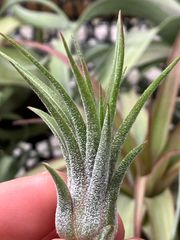 【ネコポス】チランジア（チランジア イオナンタ ×チランジア プルイノーサ） Tillandsia （Tillandsia ionantha xTillandsia pruinosa）キンクマ農園☆T0092