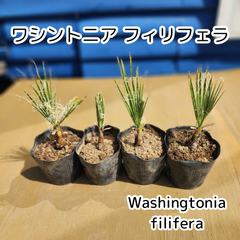 【ちびヤシ 2】【鉢ごと発送】　ワシントン4鉢4苗　ワシントニアフィリフェラ　Washingtonia filifera　2025.3.14-Wf2(4鉢4苗)