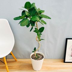 ［現品］☆人気☆ 10番　フィカス　ベンガレンシス　曲がり　8号　観葉植物　室内　ゴムの木　おしゃれ　かわいい