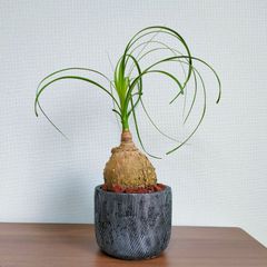ポニーテール　ノリナ　陶器鉢 ノリナ・ポニーテール（トックリラン） 10号鉢 観葉植物と植木鉢の専門
