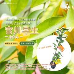 果樹・宮川早生