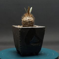 "Pachypodium gracilius" パキポディウム グラキリス 管理2292