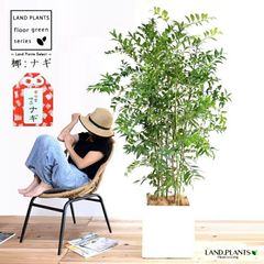 花びっしり☆特大。フェイジョア アポロ2.5M(鉢底から) - メルカリ