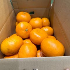 せとかキズ多少あり3箱発送